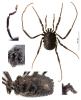 Nemastoma lugubre